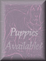 Puppys Available